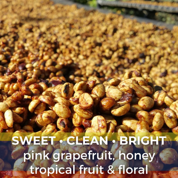 Colombia Huila Las Mieles Honey Gesha